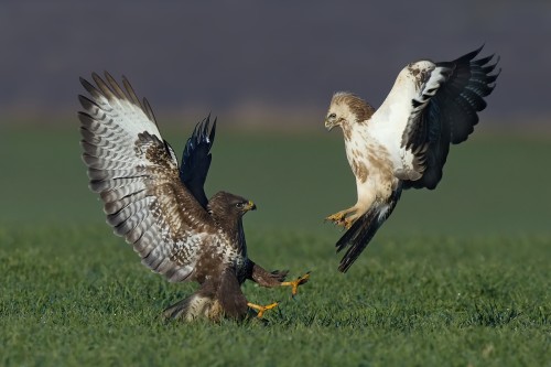 Tmavý verzus svetlý  (Myšiak hôrny - Buteo buteo), Stanislav Harvančík